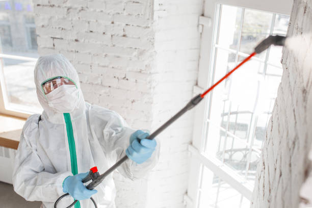 Trusted Louisville, KY Mold Removal Experts