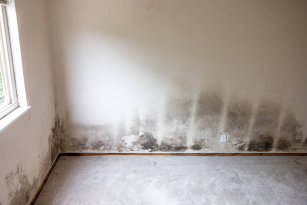 Best Post-Construction Mold Inspection  in Louisville, KY