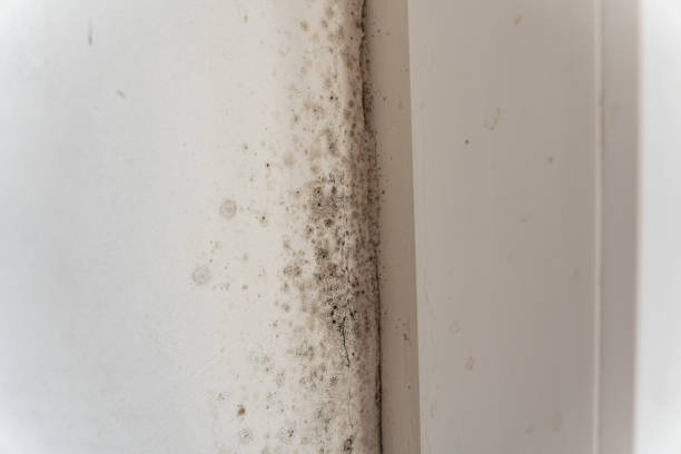 Best Environmental Consulting for Mold Prevention  in Louisville, KY