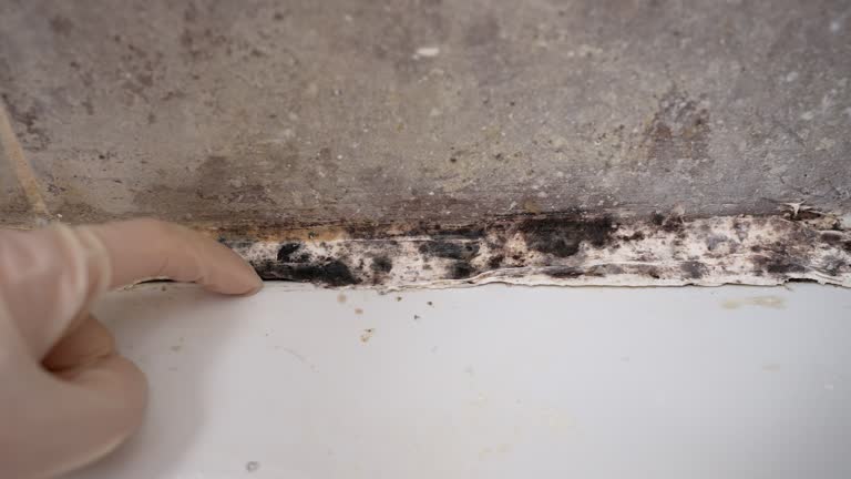 Best Comprehensive Air Testing for Mold Contaminants  in Louisville, KY