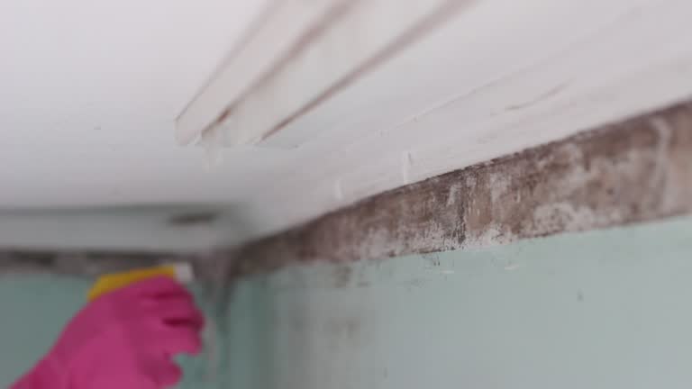 Best Mold Damage Restoration  in Louisville, KY